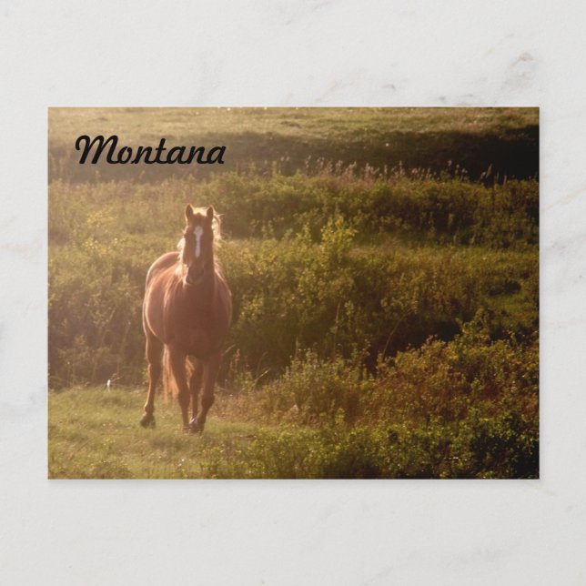 Postal de caballos de Montana (Anverso)