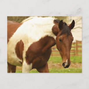Postal de caballos de pintura itinerante