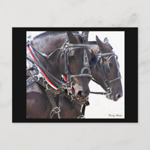 Postal de caballos de reclutamiento #1