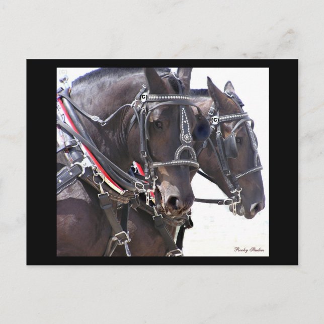 Postal de caballos de reclutamiento #1 (Anverso)