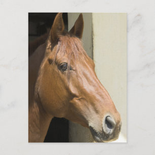 Postal de caballos del barrio americano