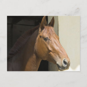 Postal de caballos del barrio americano