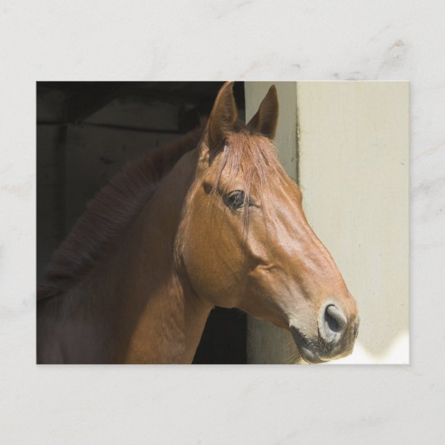 Postal de caballos del barrio americano (Anverso)