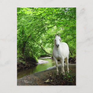 Postal de caballos del Barrio Blanco