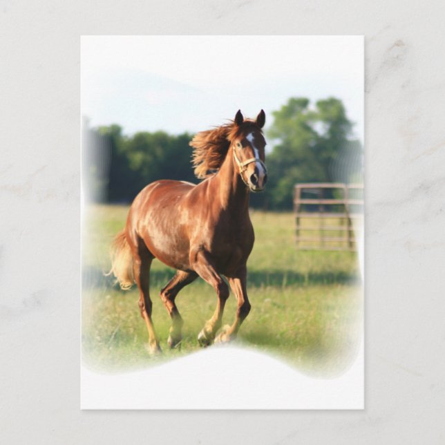 Postal de caballos galopantes de castaño (Anverso)