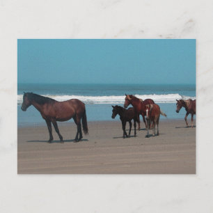 Postal de caballos salvajes