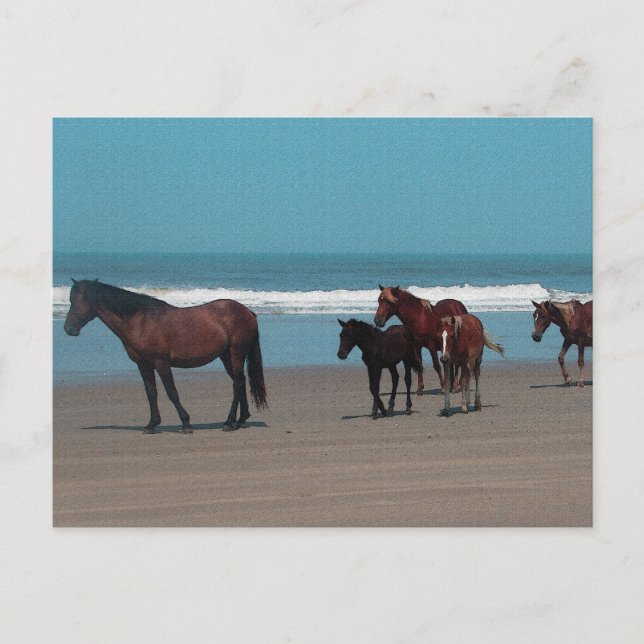 Postal de caballos salvajes (Anverso)