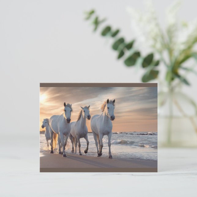 Postal de caballos salvajes (A group of four white horses walks gracefully along the shoreline at sunset.)