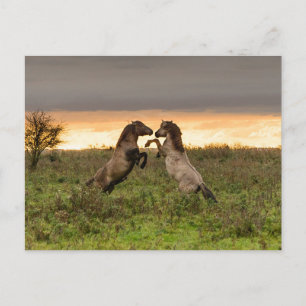 Postal de caballos salvajes