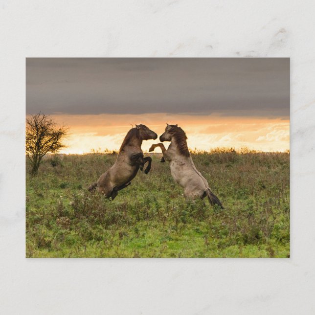 Postal de caballos salvajes (Anverso)