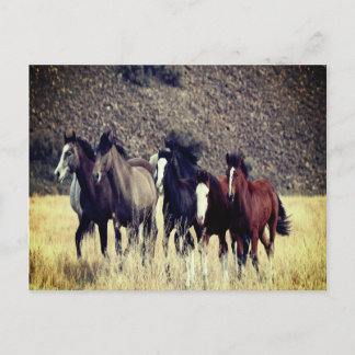 Postal de caballos salvajes