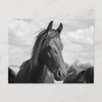 postal de cabeza de caballo