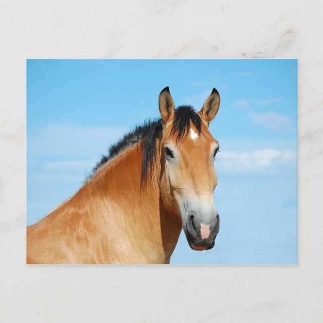 Postal de cabeza de Gulliver (Anverso)