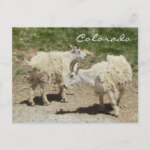 Postal de cabra de montaña de Colorado
