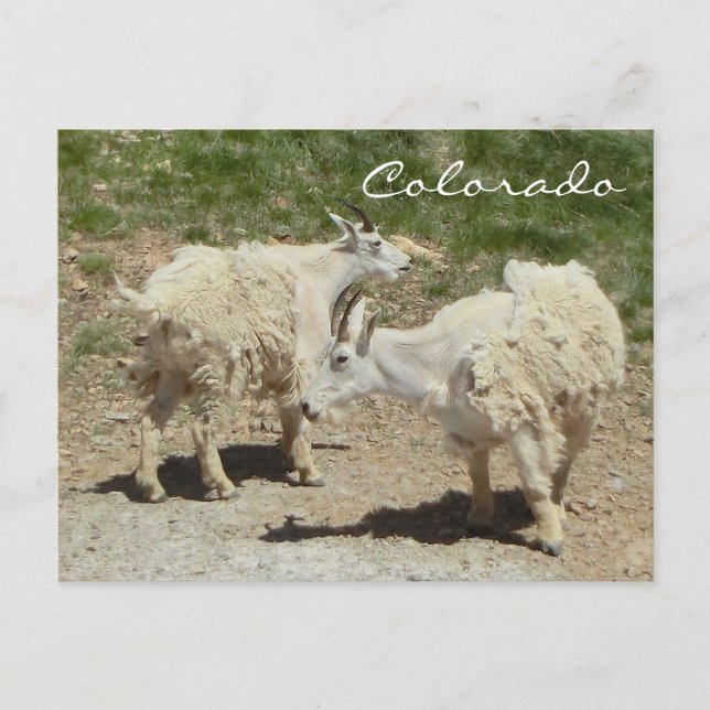Postal de cabra de montaña de Colorado (Anverso)