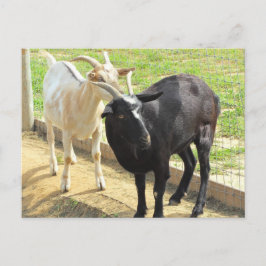 Postal de cabras
