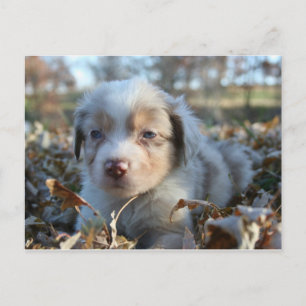 Postal de cachorro