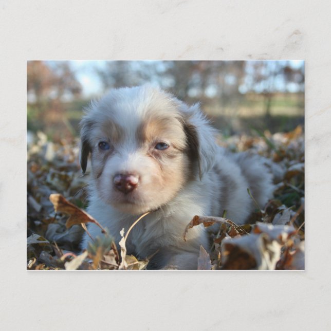 Postal de cachorro (Anverso)