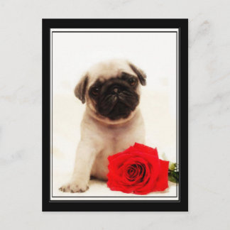 Postal de cachorro