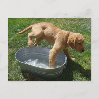Postal de cachorro de agua