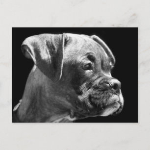 Postal de cachorro de Boxer