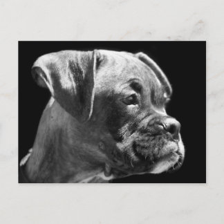 Postal de cachorro de Boxer