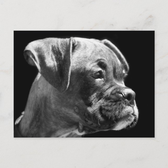 Postal de cachorro de Boxer (Anverso)
