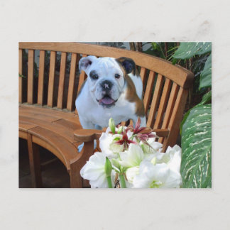 postal de cachorro de bulldog