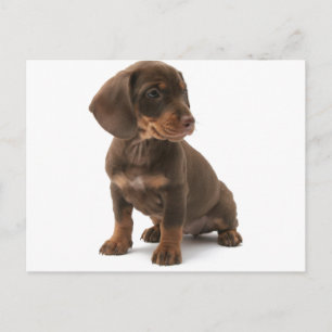 Postal de cachorro de Dachshund