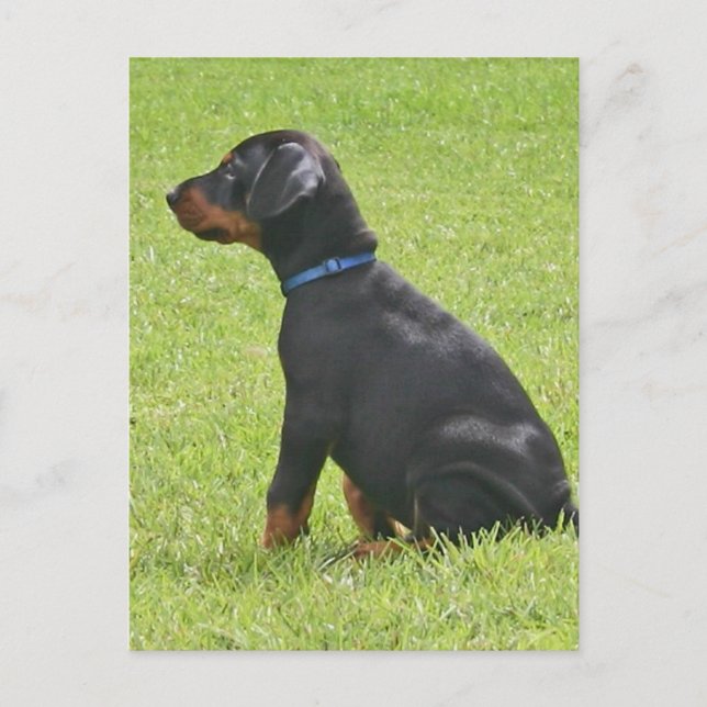 Postal de cachorro de Doberman Pinscher (Anverso)
