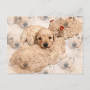 Postal de Cachorro de Golden Retriever