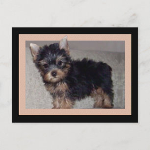 Postal de cachorro de Yorkshire Terrier