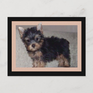 Postal de cachorro de Yorkshire Terrier