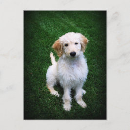 Postal de Cachorro dorado
