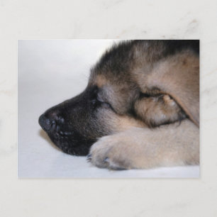 Postal de cachorro dormido
