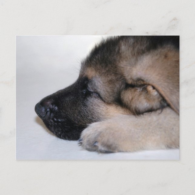 Postal de cachorro dormido (Anverso)