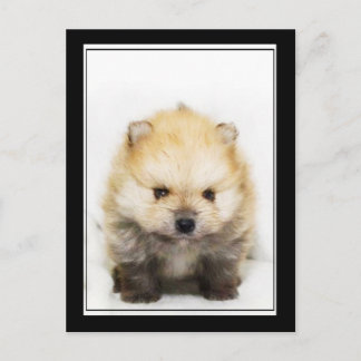 Postal de cachorro pomerano