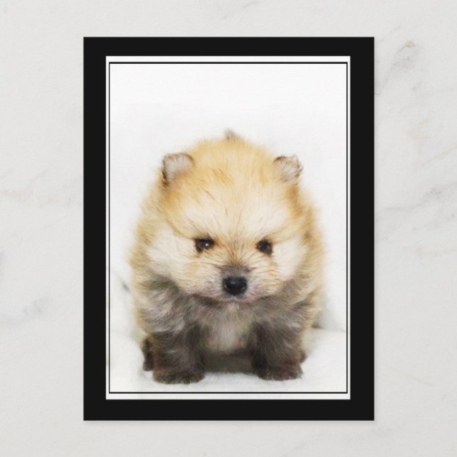 Postal de cachorro pomerano (Anverso)