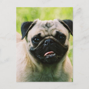 Postal de cachorro pug