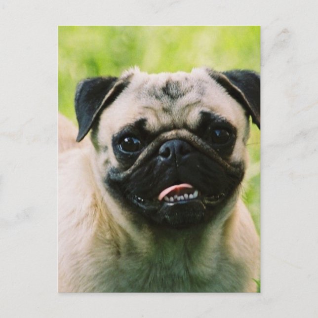 Postal de cachorro pug (Anverso)