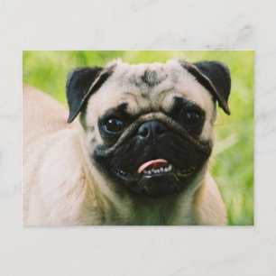 Postal de cachorro pug
