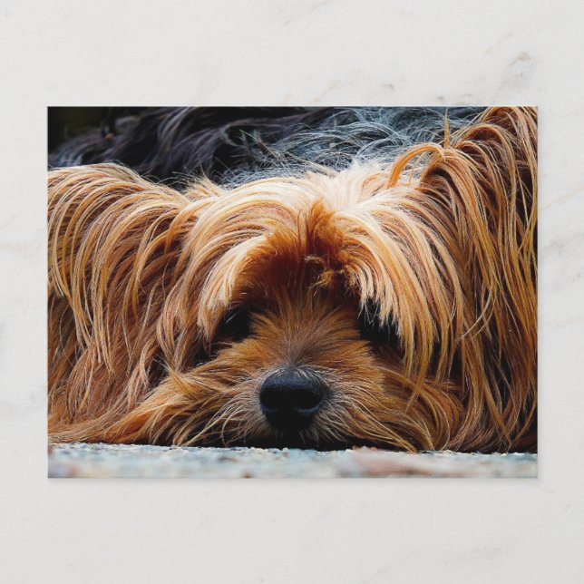 Postal de cachorros (Anverso)