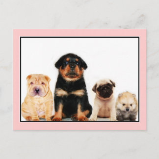 Postal de cachorros