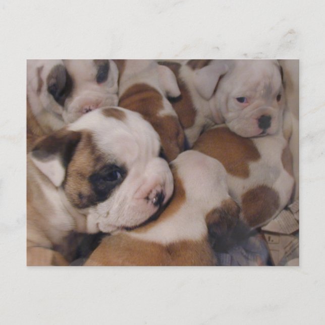 Postal de cachorros de bulldog (Anverso)