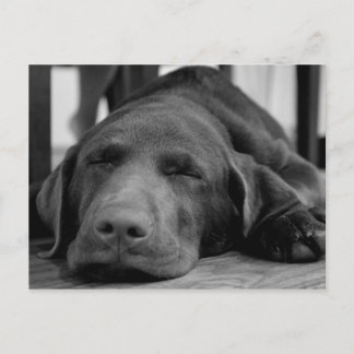 Postal de cachorros de Labrador