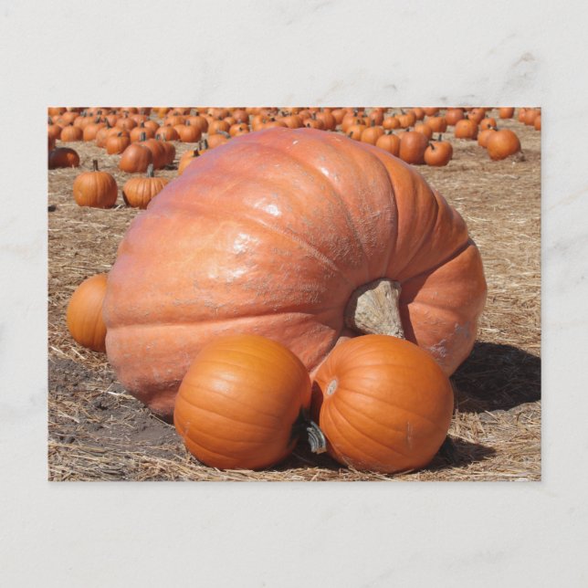 Postal de calabaza gigante (Anverso)