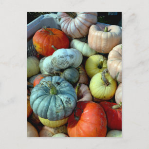 Postal de calabazas coloridas