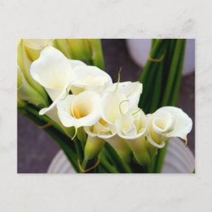 postal de calla lily
