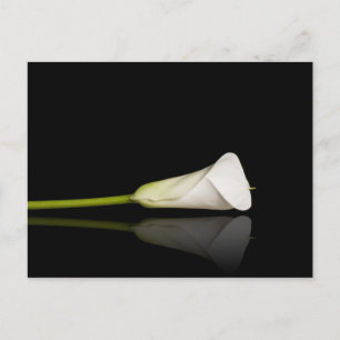 postal de Calla lily