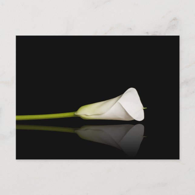 postal de Calla lily (Anverso)